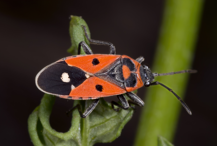 Melanocoryphus albomaculatus MHNT Fronton.jpg © Didier Descouens