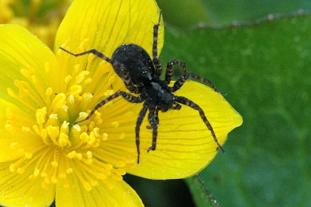 Pardosa.hortensis.female.jpg © James K. Lindsey