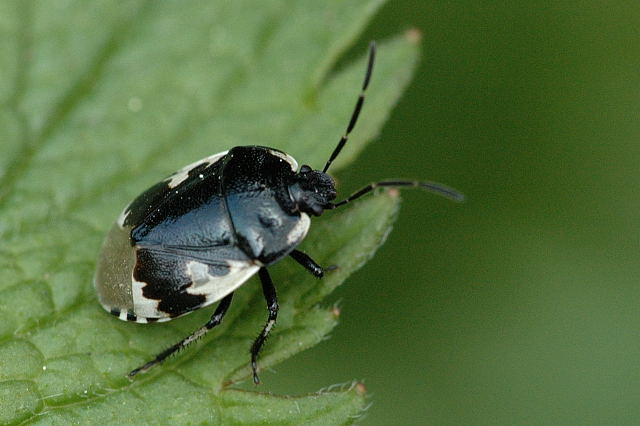 Tritomegas.bicolor.jpg © James K. Lindsey