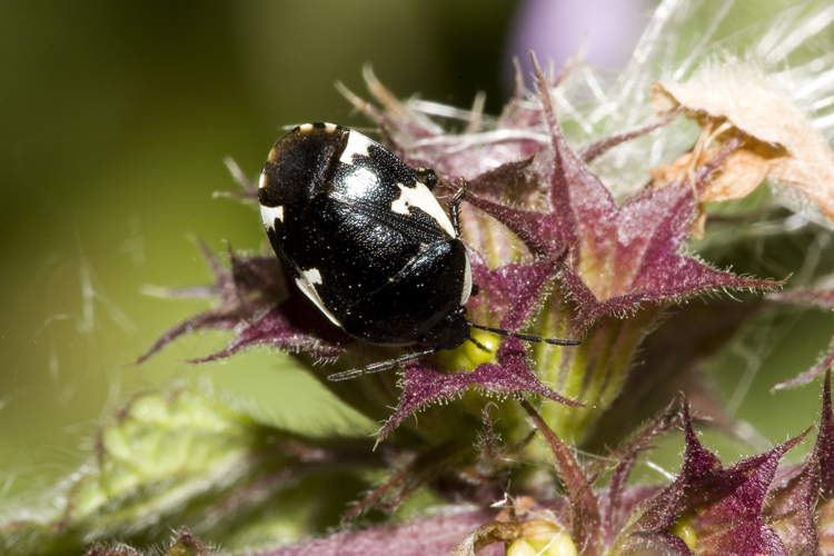 Tritomegas.sexmaculatus.6981.jpg © picture taken by Olei