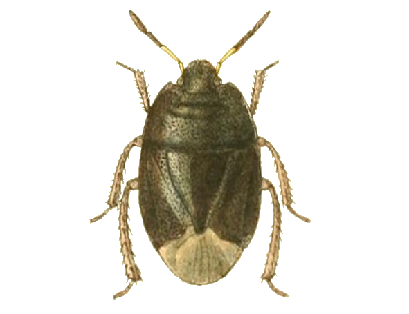 Sehirus morio.png © Edward Saunders