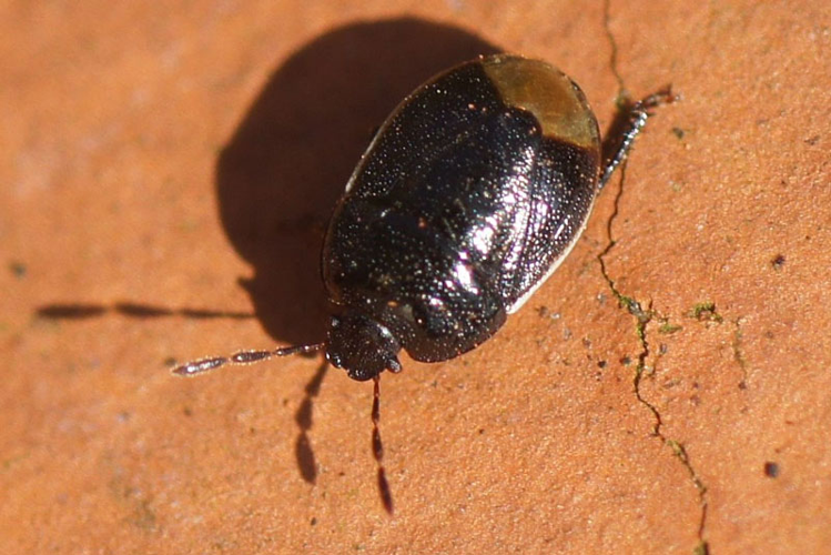 Legnotus-limbosus-1-5-5-201.jpg © Thijsdegraaf