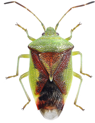 Elasmostethus minor.jpg © Göran Liljeberg