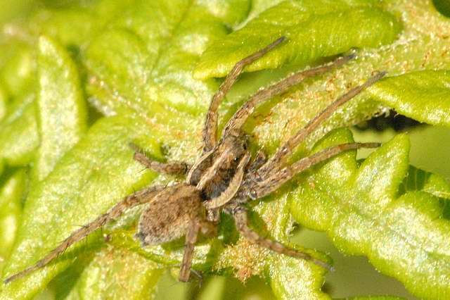 Pardosa.palustris.-.lindsey.jpg © James K. Lindsey