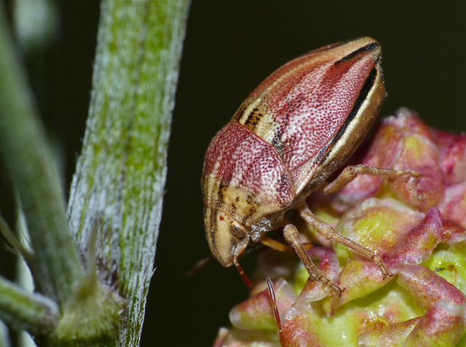 Shield-backed Bug (Odontotarsus purpureolineatus) (14301160300).jpg © Bernard DUPONT from FRANCE