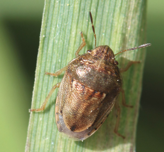 2017 05 13 Neottiglossa leporina.jpg © Slimguy