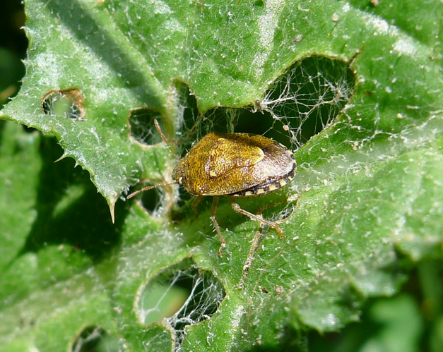 Staria lunata - Flickr - gailhampshire (1).jpg © gailhampshire from Cradley, Malvern, U.K