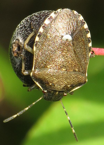 Holcostethus sphacelatus RF.jpg © Robert Flogaus-Faust