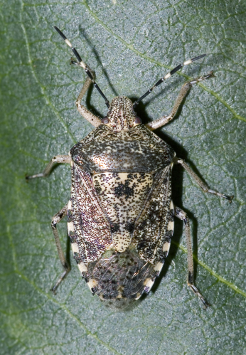 Rhaphigaster.nebulosa.6903.jpg © Olei