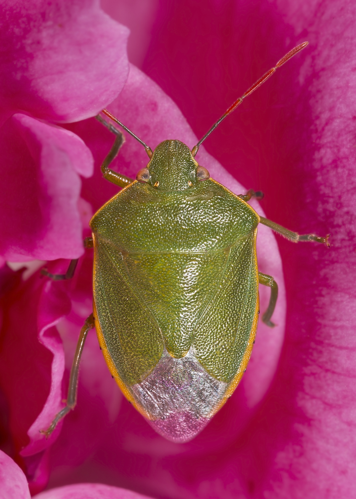 Acrosternum MHNT.jpg © Didier Descouens