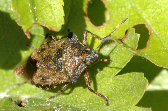 Troilus luridus01.jpg © James K. Lindsey