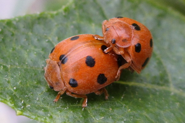 Henosepilachna argus couple.jpg © Cropbot