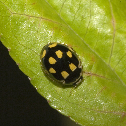 Propylea.quatuordecimpunctata.7363.jpg © Olei