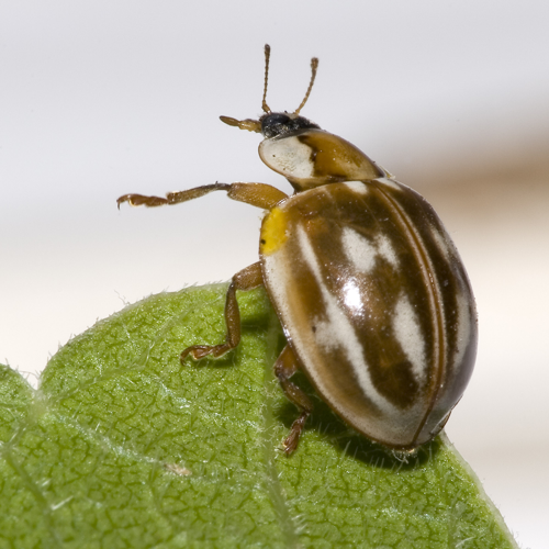 Myzia.oblongoguttata.7289.jpg © Olei