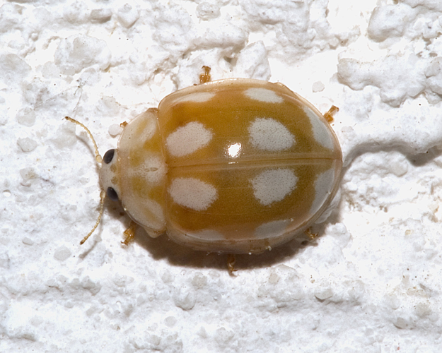 Calvia decemguttata03.jpg © Kulac