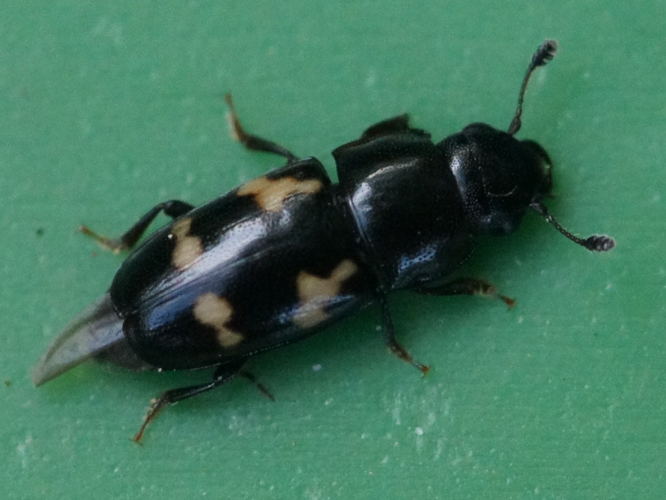 Glischrochilus quadriguttatusDSC02099.JPG © Martin Andersson