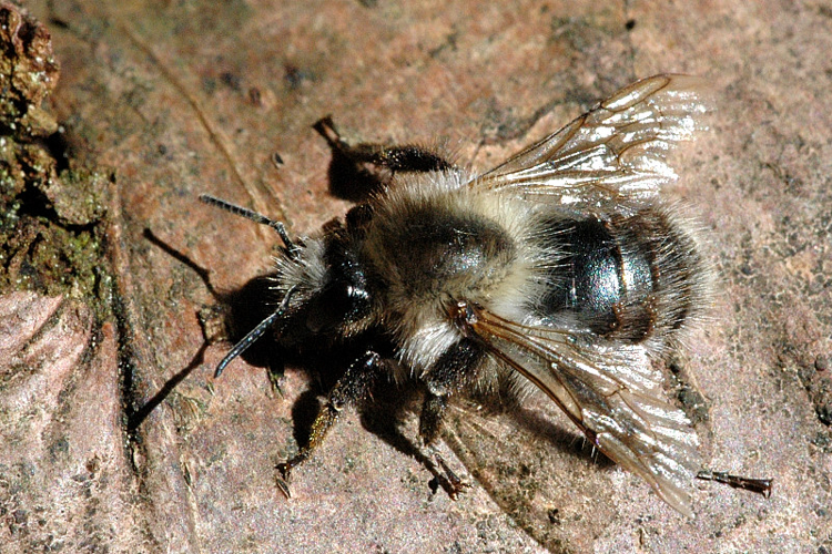 Anthophora.furcata.-.lindsey.jpg © James K. Lindsey