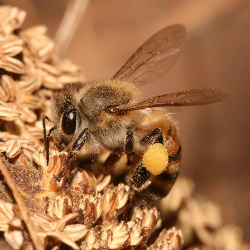 Apis mellifera Tanzania.jpg © Muhammad Mahdi Karim