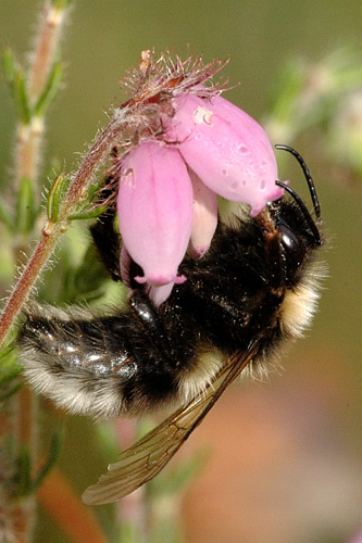 Bombus.barbutellus.-.lindsey.jpg © James K. Lindsey