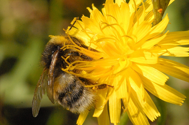 Bombus.soroeensis.-.lindsey.jpg © James K. Lindsey