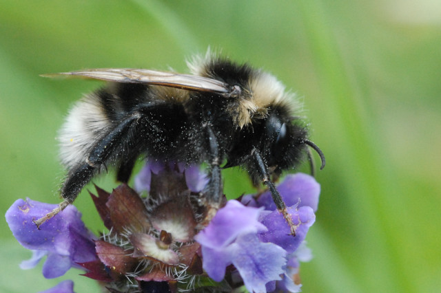 Bombus.subterraneus.-.lindsey.jpg © James K. Lindsey