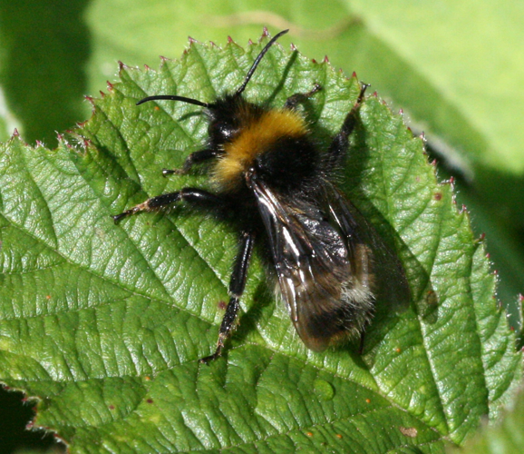 Bombus.sylvestris.male.jpg © Sandy Rae