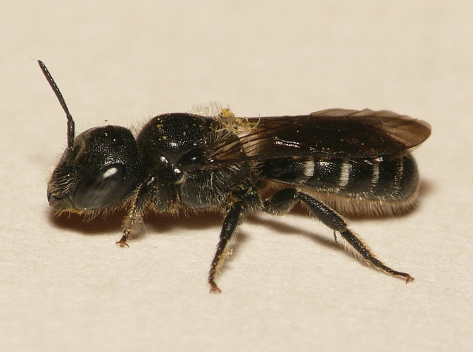 Hoplitis leucomelana.jpg © Lymantria
