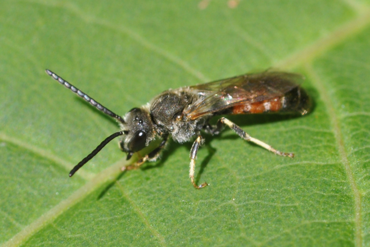 Lasioglossum calceatum m1.JPG © Aiwok