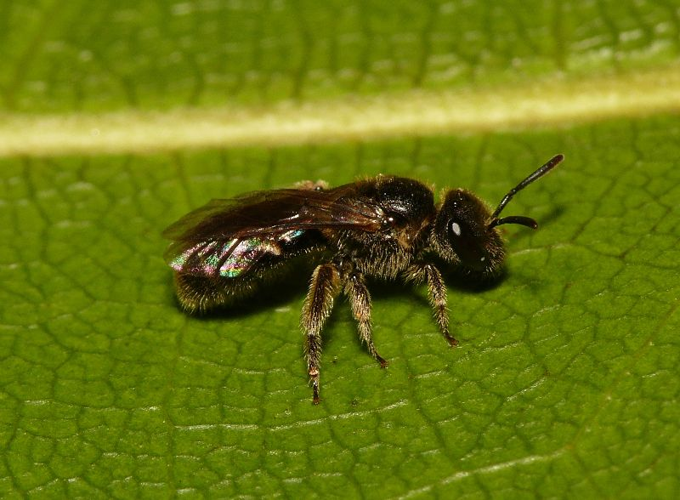 Lasioglossum laticeps.jpg © Lymantria