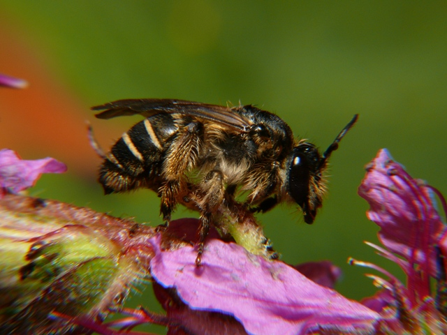 Melitta nigricans f.jpg © Lymantria