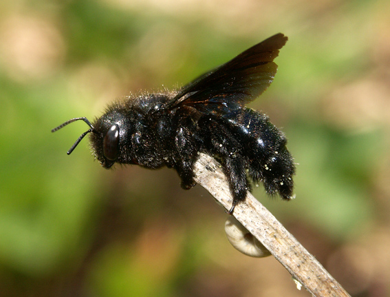 Xylocopa iris2.jpg © Hugues Mouret