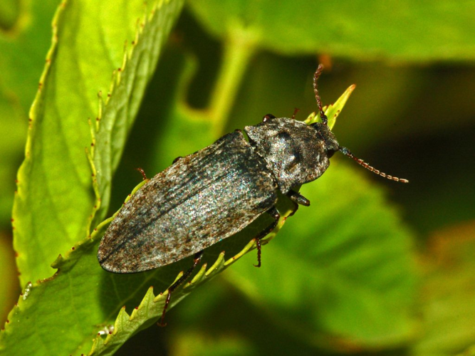 Elateridae - Agrypnus murinus-1.JPG © Hectonichus