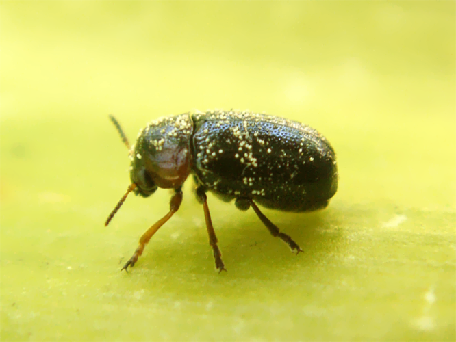 Smaragdinaaffinismanicata.png © J. Coelho