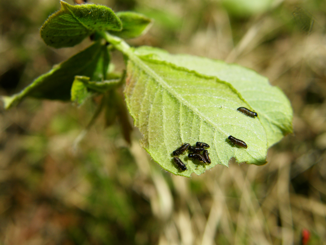 PR Vresova stran 049 cf Gonioctena decemnotata.jpg © Rigel7