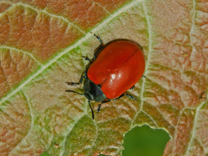 Chrysomelidae - Chrysomela populi.JPG © Hectonichus