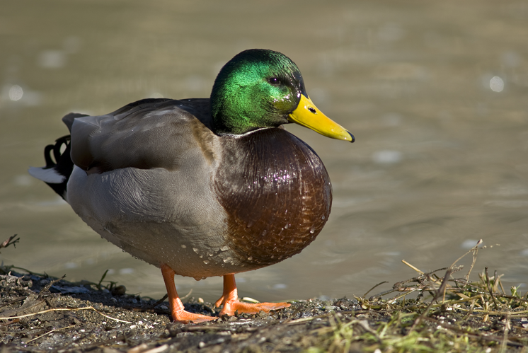 Male mallard duck 2.jpg © Acarpentier