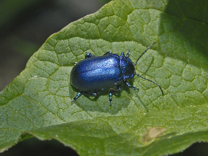 Chrysomelidae - Oreina cacaliae.jpg © Hectonichus