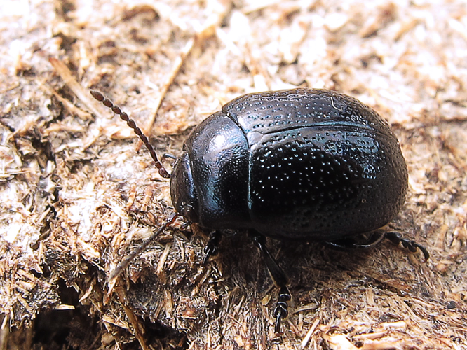 Chrysolina haemoptera (15312809902).jpg © jacilluch