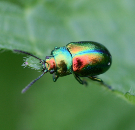 Chrysolina fastuosa.jpg © Sandy Rae