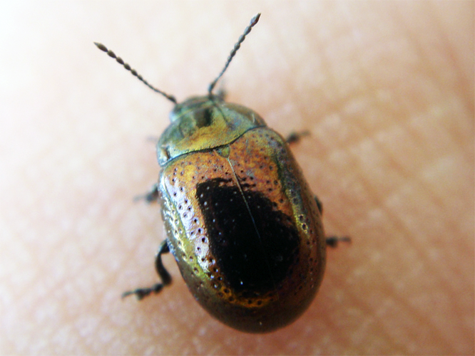 Chrysolinahyperici.png © JCoelho