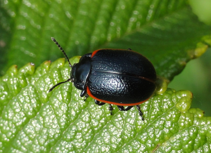 Chrysolina sanguinolenta.jpg © Lymantria