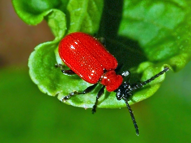 Chrysomelidae - Lilioceris lilii.JPG © Hectonichus