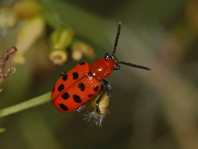 Chrysomelidae - Crioceris duodecimpunctata.JPG © Hectonichus