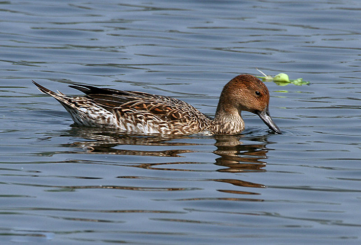 Northern Pintail (Female)- Feeding I IMG 0910.jpg © J.M.Garg