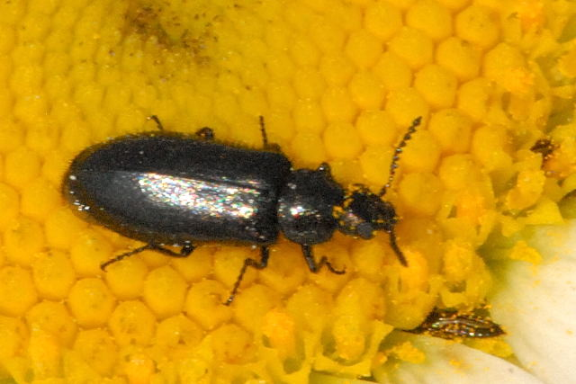 Orsodacne.cerasi.-.lindsey.jpg © James K. Lindsey