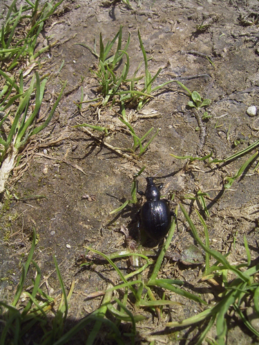 Otiorhynchus morio Rax.jpg © No machine-readable author provided. Denis Barthel assumed (based on copyright claims).