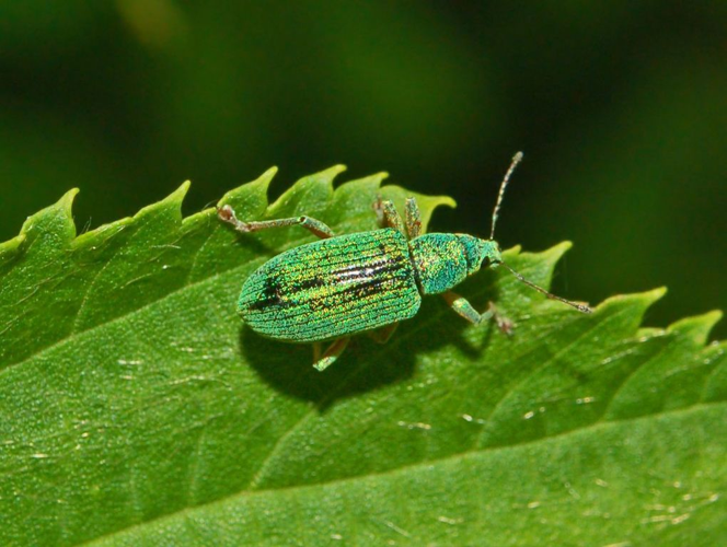 Curculionidae - Polydrusus formosus.JPG © Hectonichus