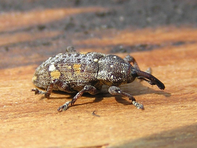 Pissodes notatus 3 bialowieza forest beentree.jpg © Beentree