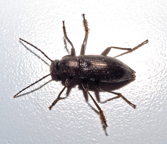 Stenomax aeneus.jpg © Kulac