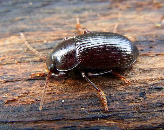 Nalassus laevioctostriatus side.jpg © Siga